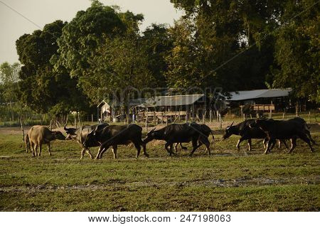 Buffalo In Thailand,life' Machine Of Farmer. Original Agriculture Use Buffalo Plow The Field.photo S