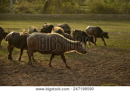 Buffalo In Thailand,life' Machine Of Farmer. Original Agriculture Use Buffalo Plow The Field.photo S