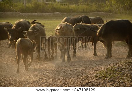Buffalo In Thailand,life' Machine Of Farmer. Original Agriculture Use Buffalo Plow The Field.photo S
