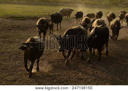 Buffalo In Thailand,life' Machine Of Farmer. Original Agriculture Use Buffalo Plow The Field.photo S