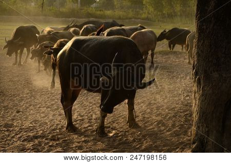 Buffalo In Thailand,life' Machine Of Farmer. Original Agriculture Use Buffalo Plow The Field.photo S