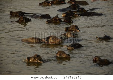 Buffalo In Thailand,life' Machine Of Farmer. Original Agriculture Use Buffalo Plow The Field.photo S