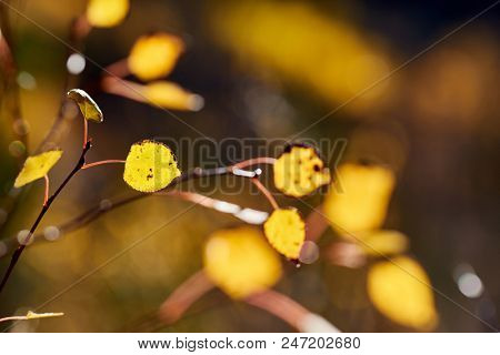Aspen grove at autumn in Rocky Mountain National Park. Colorado, USA. 