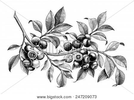 Blueberry Hand Drawing Vintage Clip Art Isolate On White Background