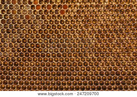 beecomb texture close up - the detail - honey comb