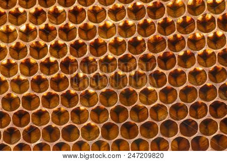 Beecomb Texture Close Up - The Detail - Honey Comb