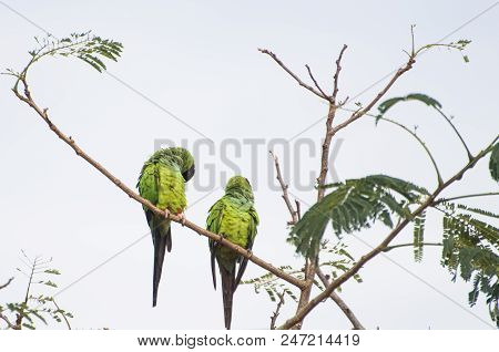 Beautiful Birds Prince-black Parakeets Or Nanday Parakeet (aratinga Nenday) In A Tree In The Brazili