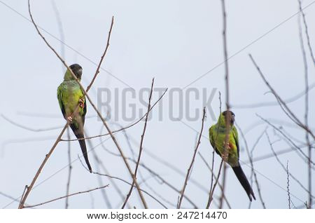 Beautiful Birds Prince-black Parakeets Or Nanday Parakeet (aratinga Nenday) In A Tree In The Brazili