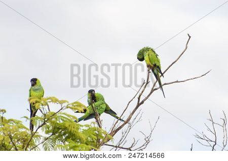 Beautiful Birds Prince-black Parakeets Or Nanday Parakeet (aratinga Nenday) In A Tree In The Brazili