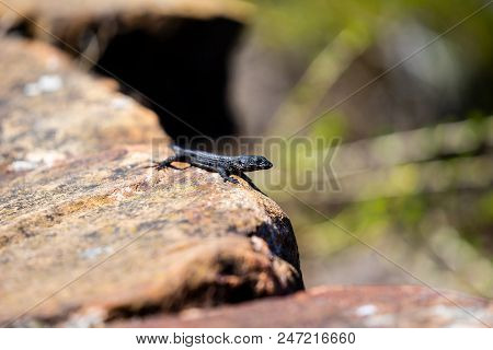 Black Lizzard Chilling In The Sun On A Rock At Cape Point