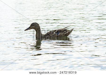 Duck On The River