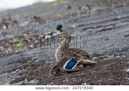 Mother Duck On The River With Little Ducklings Under Her Body
