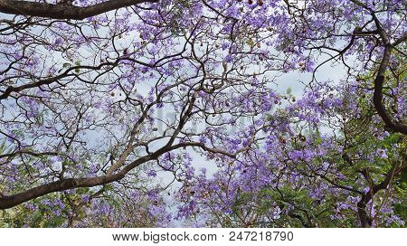 Alley Of The Jacaranda. Blue Flowers Of The Jacaranda Blossom Abundantly In Spring And Form A Beauti