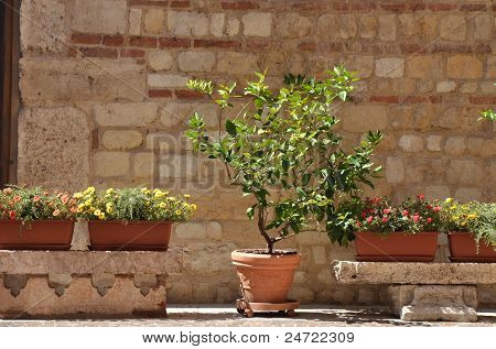 Accogliente luogo con alberi e fiori