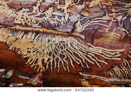 ลายไม้หนอนในแผนภูมิ