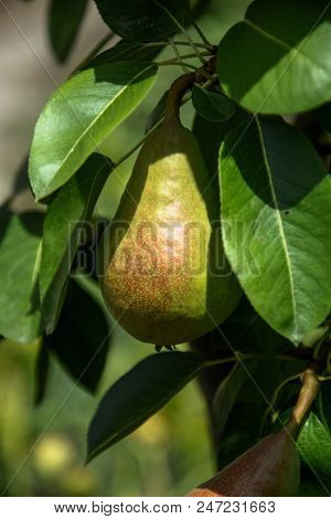 Growing pears on a branch.Pears on tree in fruit garden.Group of ripe healthy yellow and green pears