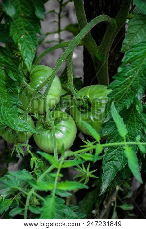 Green tomatoes. Agriculture concept. Closeup group of green tomatoes growing in greenhouse. Green to