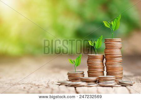 Tree Growing On Coins Stack With Sun Ray For Saving Money Concept
