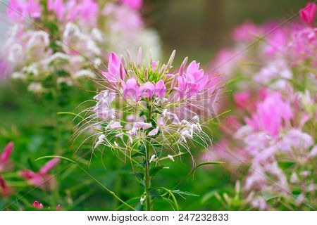 Beautiful Cleome Spinosa Or Spider Flower In The Garden