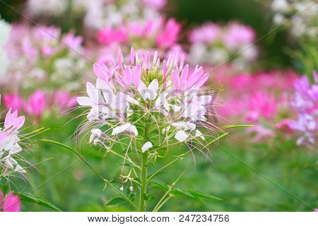 Beautiful Cleome Spinosa Or Spider Flower In The Garden