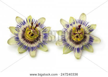 Two Passiflora edulis flowers isolated on white background