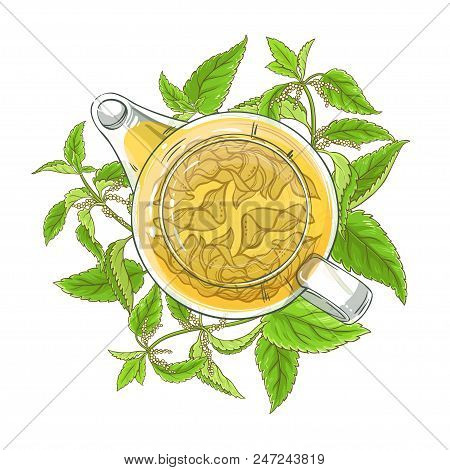 Nettle Tea In Teapot Illustration On White Background