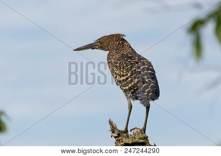 Beautiful Rufescent Tiger-heron In The Brazilian Wetland.