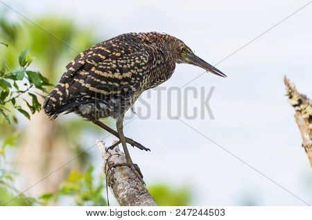 Beautiful Rufescent Tiger-heron In The Brazilian Wetland.