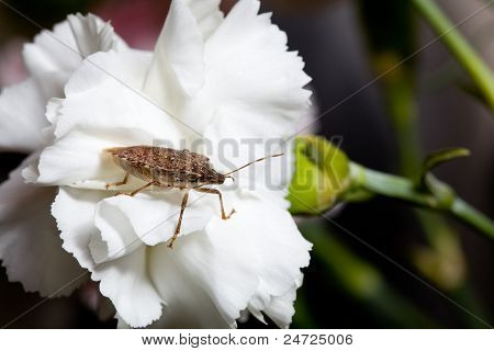 Gestank oder Shield Bug auf Nelke