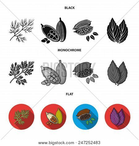 Dill, Cocoa Beans, Basil.herbs And Spices Set Collection Icons In Black, Flat, Monochrome Style Vect