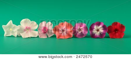 Phloxes เพลินบนพื้นหลังสีเขียว