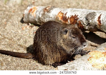 Full Body Of Coypu Nutria. Myocastor Coypus, Sitting Near The Rivershore. Photography Of Nature And 
