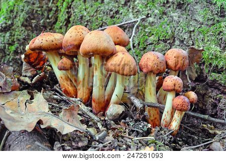 Gymnopus Fusipes Mushroom Cluster, Edible When Young
