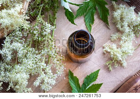 Homemade Meadowsweet Tincture With Fresh Blooming Plant