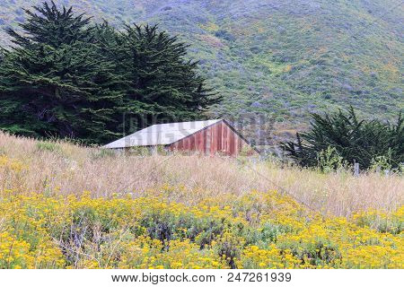 Garrapata Barn In Blooming Nature. Garrapata State Park, Big Sur, California, Usa.