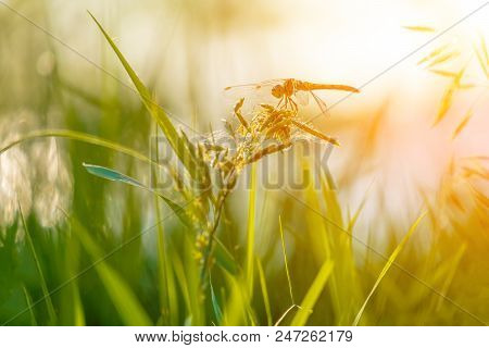 Beautiful Closeup Silhouette Dragonfly On The Grass In Morning Sunshine, Copyspace Beneath