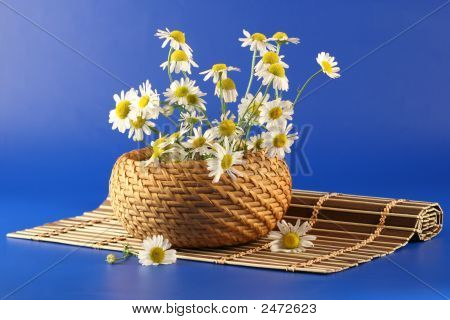 Korb mit Camomiles auf einem dunklen blau Hintergrund.