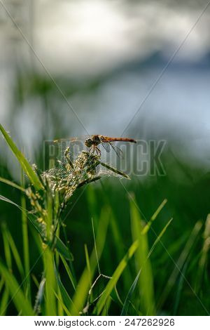 Dragonfly On A Green Grass Close Up And Copyspace On Blurred Sky