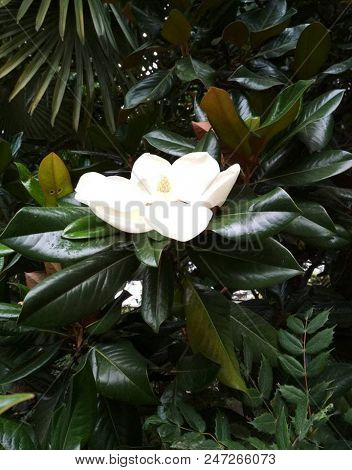 Lotus-flowered Magnolia Flowers Field Closeup,beautiful White With Purple Flowers Of Lotus-flowered 