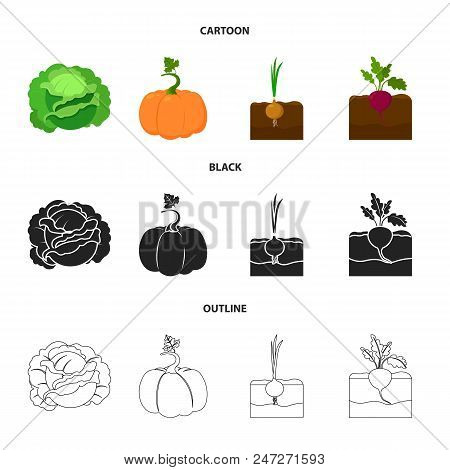 Cabbage, Pumpkin, Onion, Buriak.plant Set Collection Icons In Cartoon, Black, Outline Style Vector S