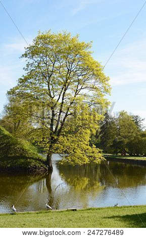 Tall Tree On The Bank Of A Pond In Estonia