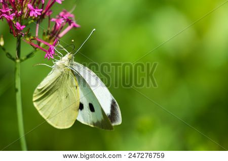 Close-up Of A Beautiful Yellow Buttefly Who Sits On A Purple Flower.
View To A Beautiful Cabbage Whi