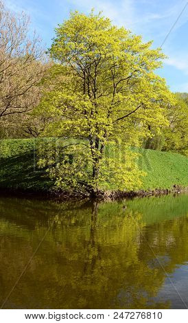 Tall Tree With Lush Foliage Reflected In A Pond