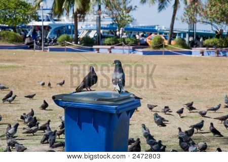 Pigeons