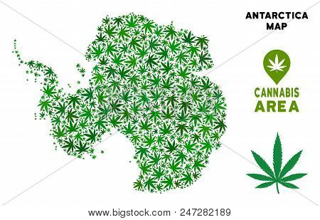 Weed Antarctica Map Collage Of Marijuana Leaves. Narcotic Distribution Template. Vector Antarctica M