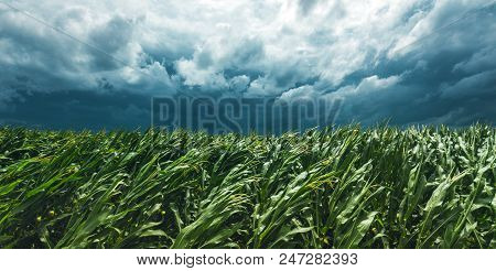 Corn Field And Stormy Sky, Strong Wind Is Blowing And Bending Plants In Cultivated Landscape