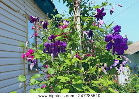 Beautiful Flowers Of Clematis Near House. Big Bush Of Clematis Growing In Garden. Clematis Climbing 
