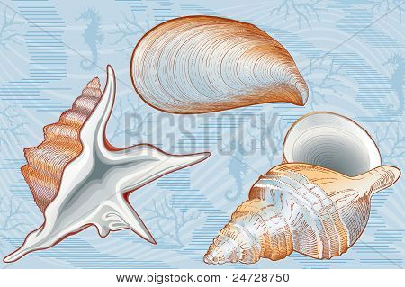 Conchas