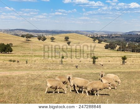 Rural Scene Just Outside Cowra In New South Wales Central West Region. Agriculture Is An Important P