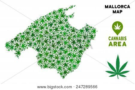 Ganja Spain Mallorca Island Map Collage Of Marijuana Leaves. Narcotic Distribution Concept. Vector S